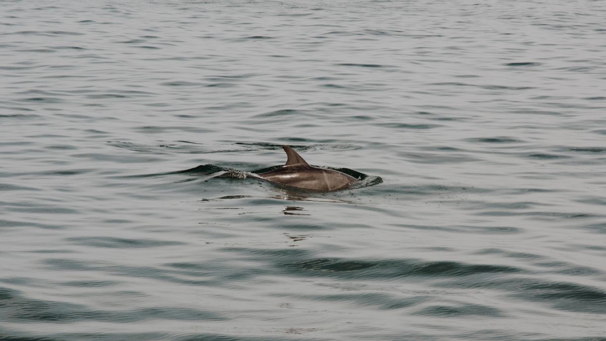 delfino stenella morto litorale pozzuoli