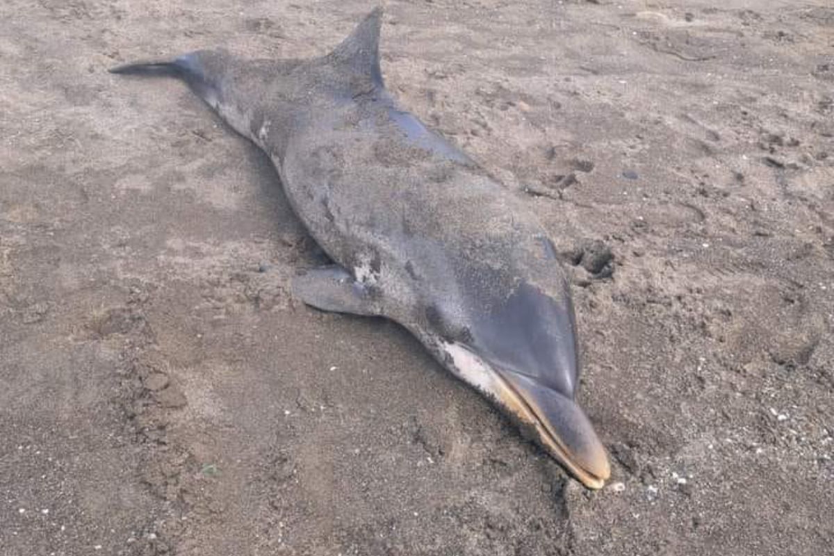 ritrovato delfino morto spiaggia bacoli
