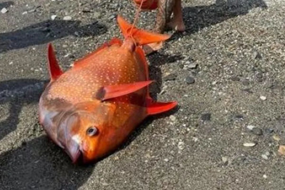 ritrovato pesce re 45 kg procida